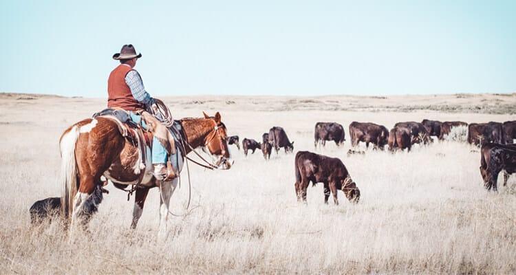 Texas Beef Checkoff news article